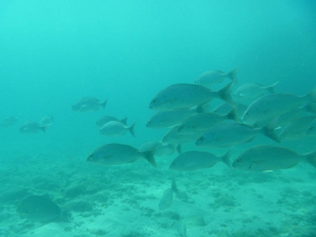  schools of fish 
